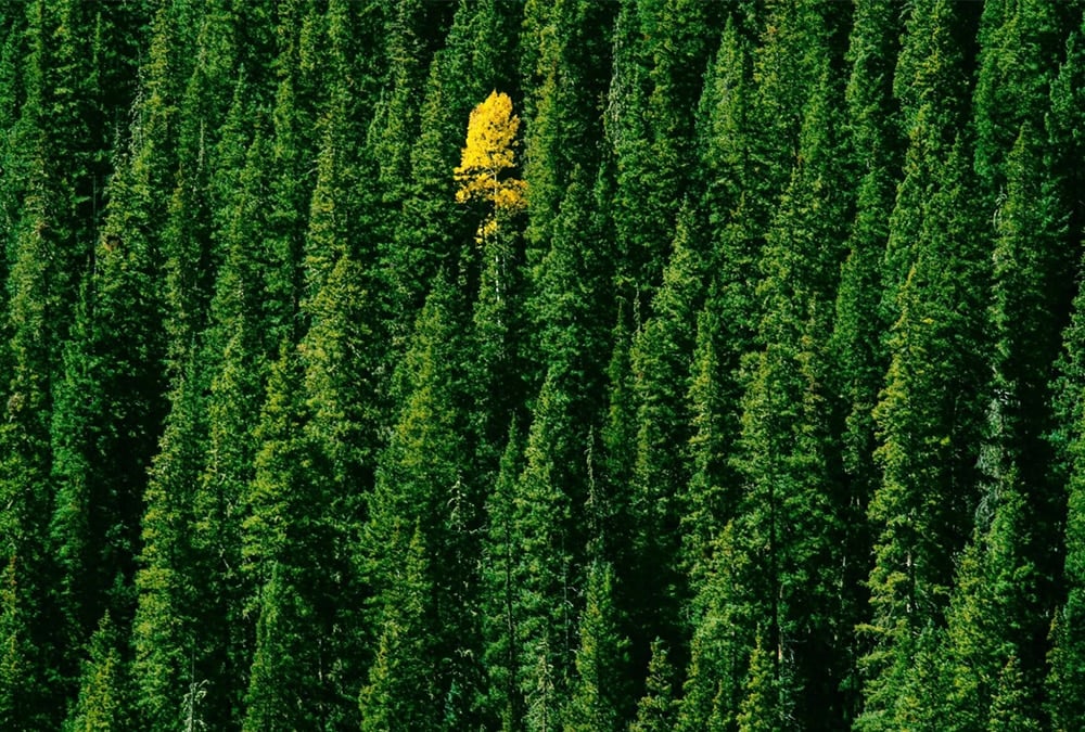 A sea of green trees with one tree that's colored yellow